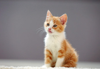  little ginger kitten licks on soft purple background. Isolated background. Beauty portrait. Home sweet home