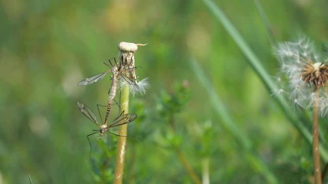 Insect Tipula or Marsh Crane Fly, Tipula oleracea, mating pair on dandelion stalk after blossom. Detail of insect having sex in grass.