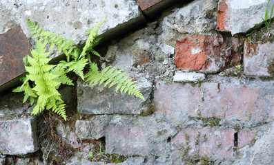 Fresh spring green leaf plant over grunge wall background.