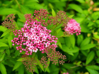 咲き始めた下野の花