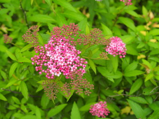 咲き始めた下野の花