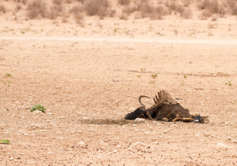 Carcasses of eland and wildebeest killed by drought in Kgalagdi Park, Kalahari, South Africa