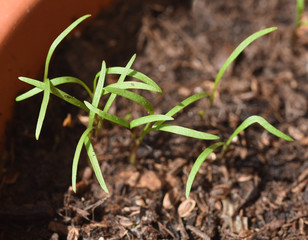 Dill, Anethum graveolens, Keimling