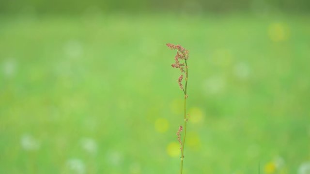 Rumex acetosella, Allergens Plants, detail of plants with flower. Blurry background out of focus