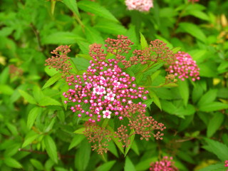 開花し始めた下野の花