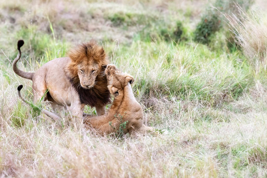 Lion and lioness interaction