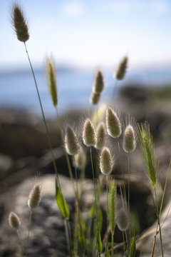 Plantes sauvages du Cap Ferret