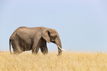 Naklejka na ściany i meble Elephant in the long grass of the Masai Mara