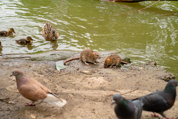 water spit, duck with ducklings and pigeons on  banks of river.