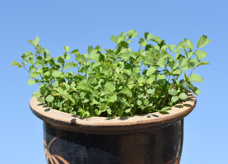 Pimpinelle, Kleiner Wiesenknopf, Sanguisorba minor