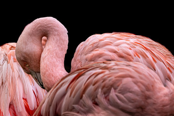 fine art photo of a pink flamingo