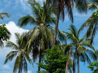 Tropical island nature view on palm background