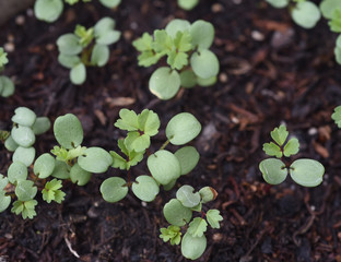 Pimpinelle, Kleiner Wiesenknopf, Sanguisorba minor
