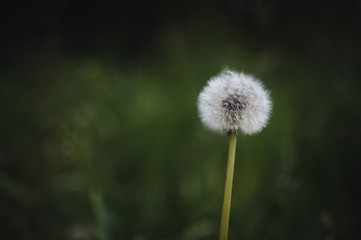 Obraz premium Dandelion closeup. Dandelion in summer park. Dandelion blowing in green park.