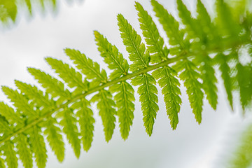 young fern leaves in the forest