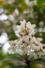 シャリンバイの花をクローズアップ／Rhaphiolepis umbellata