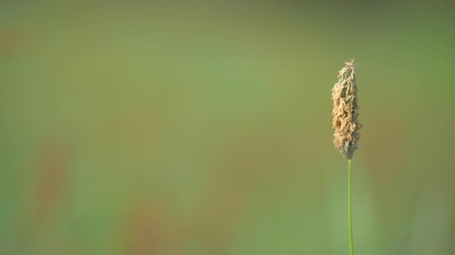 Single grass stem with polen, blossoming grass in pasture. Spring meadow