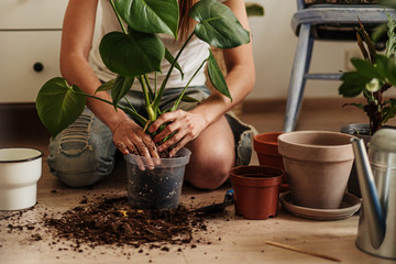 Female gardener knead the soil in a pot. Concept of home garden. Spring time. Stylish interior with a lot of plants. Taking care of home plants.