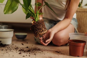 Young woman replanting flowers at home. Root cleaning.Concept of home garden. Spring time. Stylish interior with a lot of plants. Taking care of home plants.