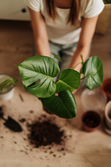 Young woman transplanting plant in ceramic pots on the floor. Concept of home garden. Spring time. Stylish interior with a lot of plants. Taking care of home plants.