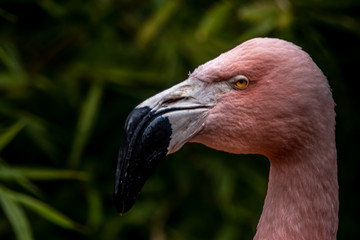 portrait of a chilean pink flamingo