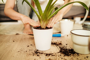 Female gardener knead the soil in a pot. Concept of home garden. Spring time. Stylish interior with a lot of plants. Taking care of home plants.