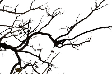 Dead branches , Silhouette dead tree or dry tree  on white background. Save with clipping path.