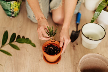 Young woman replanting aloe in a home garden. Concept of home garden. Spring time. Stylish interior with a lot of plants. Taking care of home plants.