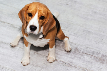 a fat Beagle dog sits on the floor and waits for food.