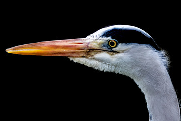 closeup portrait of a gray heron
