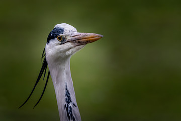 portrait of a gray heron against a green background