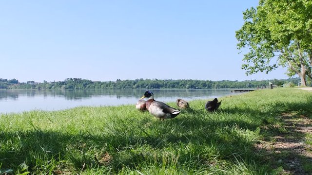 Varese Lake. In the area of Gavirate and Comerio. Italy