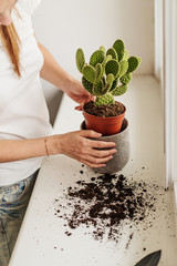 Woman gardeners transplanting plant in concrete pots on the white windowsill. Concept of home garden. Spring time. Taking care of home plants. Template