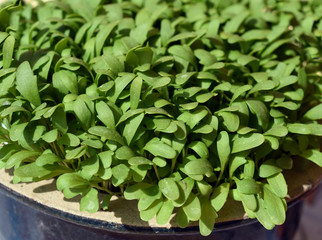 Gartenkresse, Lepidium Sativum