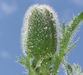 Tuerkischer, Mohn, Papaver, orientale, Tautropfen