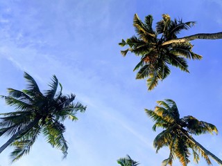 palm trees against blue sky