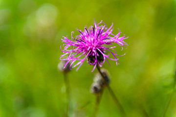 field purple flower cornflower close up on a green background
