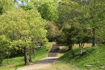 新緑の散策路　初夏の散策路　新緑の遊歩道　散策路　遊歩道　歩道　初夏の風景　初夏の景色　新緑　