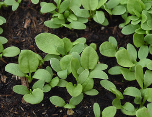 Sauerampfer, Rumex, acetosa, Sproessling