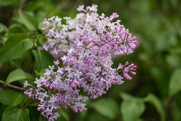 Fototapeta na wymiar In the mounth of may lilac blooms luxuriously in the garden