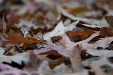 autumn leaves on the ground