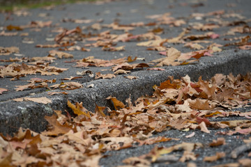 fallen autumn leaves sidewalk