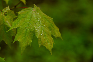 tree leaf after rain in the forest