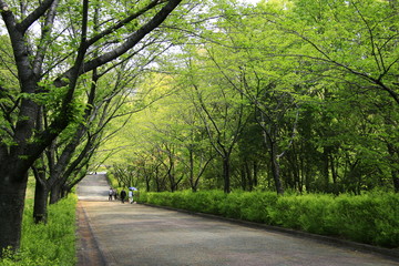 Obraz premium 新緑の散策路 初夏の散策路 新緑の遊歩道 散策路 遊歩道 歩道 初夏の風景 初夏の景色 新緑 
