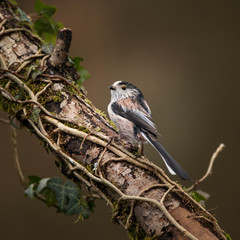 Stunning image of beautiful Long Tailed Tit bird Aegithalos Caudatus on branch in Spring sunshine