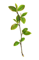 Twig with green leaves