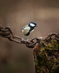 Colourful vibrant Great Tit bird Parus Major on rusty chain and metal pole in Spring sunshine in garden