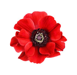 Red anemone flower - obrazy, fototapety, plakaty
