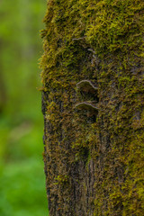 mushrooms on trees in the forest