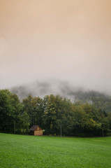 Green forest with mountains in the back
